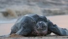 One large leatherback turtle sitting on a sandy beach with the ocean in the background.