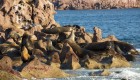 Group of sea lions sprawled out on rocks off the coast of La Paz as seen by sea kayakers