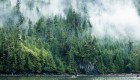 Misty rain and fog moving through a dense forest of trees along coastal British Columbia