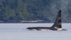 Orca whale breaching the surface of the water with dense trees behind it in British Columbia