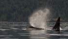 Top down view of an orca whale blowing in the Johnstone Strait