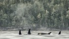 Orcas breaching the water on a misty morning in British Columbia