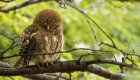 owl in tree in patagonia