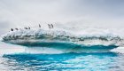 penguins on iceberg in antarctica