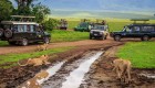 A group of lions passing through a muddy road while a group of safari jeeps stop to watch in Tanzania