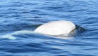 beluga whale in quebec