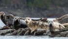 A group of seals resting on rocks along the Pacific Ocean in British Columbia
