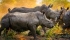 Three rhinoceros walking at golden hour 