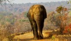Elephant walking towards the camera in front of the Rwanda desert scape