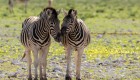 Two zebras putting their noses together in Namibia