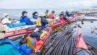 People in red sea kayaks paddling through a sea of kelp in British Columbia