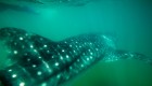 Up close image of a whale shark swimming away underwater in the Gulf of California