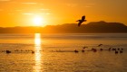 Sunset from Magdalena Bay over the Pacific Ocean as a bird flies by