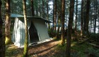 Canvas tents set up in a dense forest on an island in British Columbia