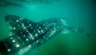 Underwater shot of a close up whale shark swimming away from the camera