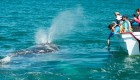 Person reaching out their hand in the water to splash to get the attention of a gray whale swimming nearby