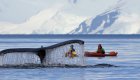 kayakers and whale in antarctica
