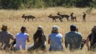 A group of people sitting in the grass on safari watching a group of wild dogs run by 
