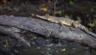 An alligator resting on a tree branch in Gabon, Africa 