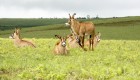 Group of wildlife on a grassy field on a safari in Zambia