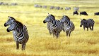A group of zebras all looking to their left while standing in tall grass