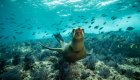 california sea lion in baja 