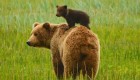 Grizzly bear mom and cub looking in the same direction in green grass