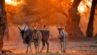 common eland at sunset