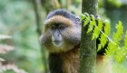 golden monkey in Rwanda