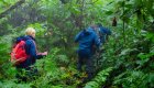 Travelers hiking through lush rainforest in Rwanda during a guided gorilla trekking excursion.