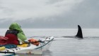 kayaking with orcas in british columbia