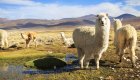 Alpacas grazing in the Peruvian highlands with mountains in the background – authentic Peru travel experience