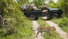 Group of people in a safari jeep watch as a cheetah walks past