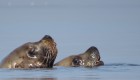 Close up of two sea lions bobbing their heads out of the water in the Pacific Ocean 