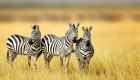 A group of zebras in tall grass walking towards the camera in South Africa