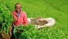 Person smiling while harvesting plants on a tea plantation on a cultural tour in Rwanda