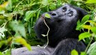 One western lowland gorilla sitting in a dense forest.