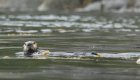 Sea Otter in British Columbia