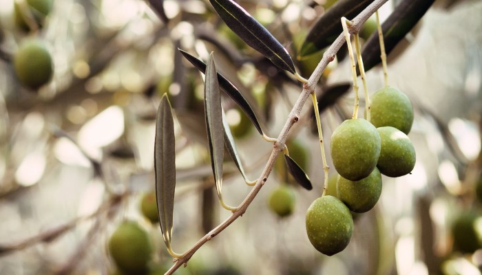 Close up on an olive branch
