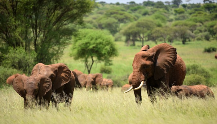 Group of elephants walking through tall green grass with trees behind them