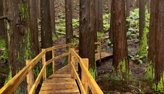 Wooden boardwalk winding through a lush forest in the Azores, surrounded by towering trees, ferns, and moss-covered trunks.