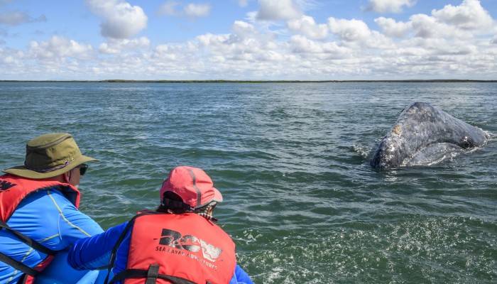 Gray whale breaking the surface of the water swimming towards to whale watchers bending down to the water in red life jackets in Baja California Sur