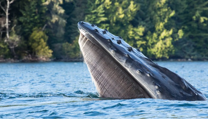 Humpback whale breaching the surface of the water exposing their baleen with lush trees and water behind them