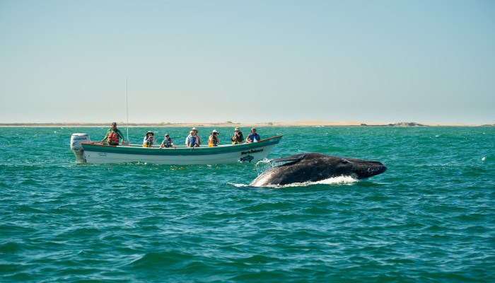 A gray whale jumping out of the Pacific Ocean off the coast of Baja with a boat full of whale watchers behind it in awe